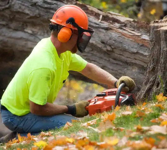 tree services Hilton